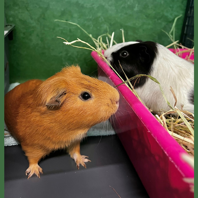 Photo of Bell (Bonded To Buzz)