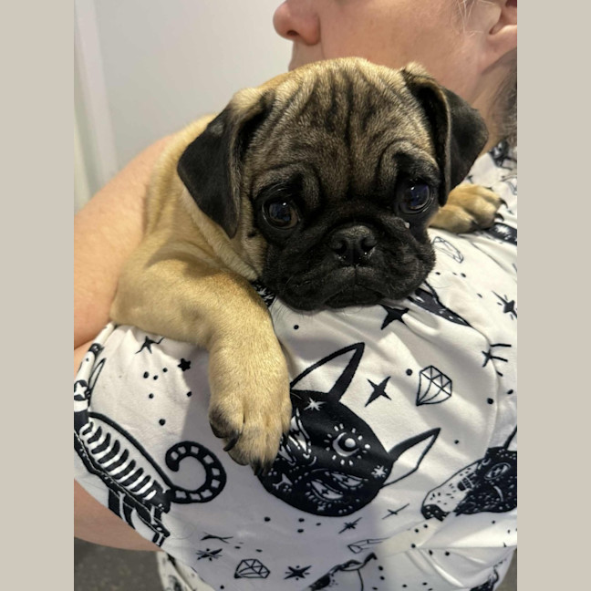 Photo of Rocco 