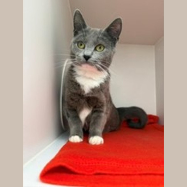 Photo of Cookie