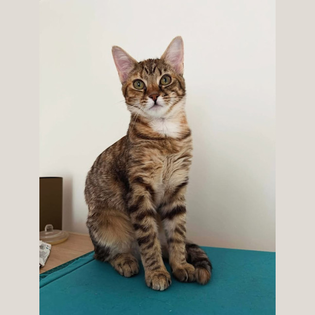 Photo of Bonnie 