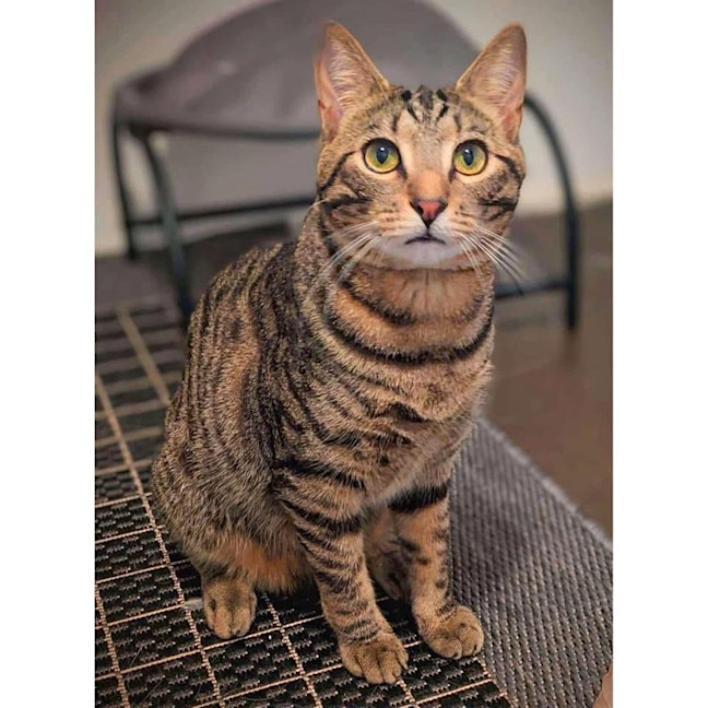 Photo of 11153   Domingo