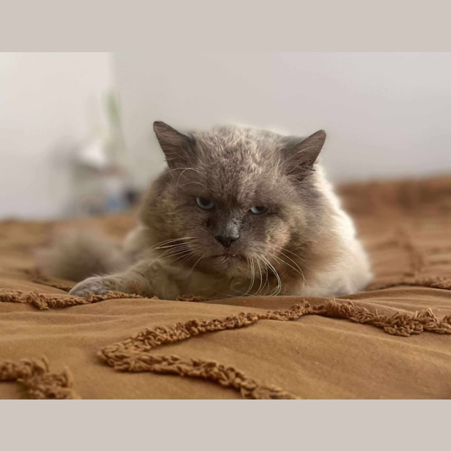 Photo of Sir Reginald Raggamuffin