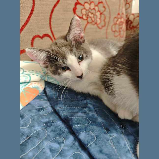 Photo of Toby