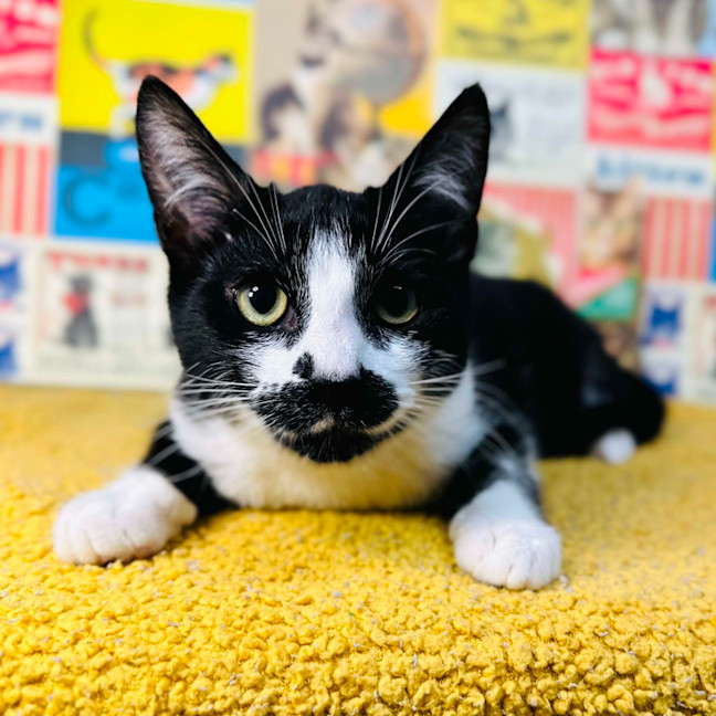 Photo of Nova   Located In Preston 