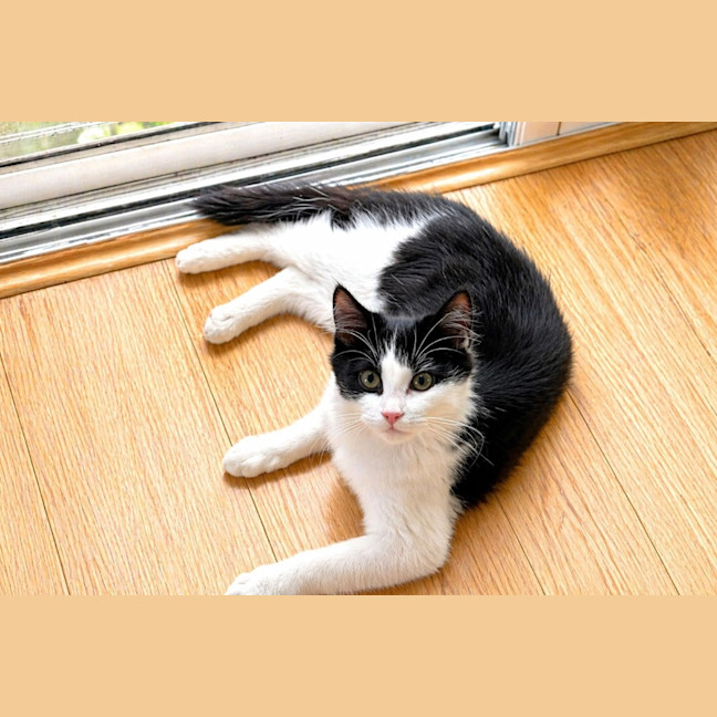 Photo of Lentil