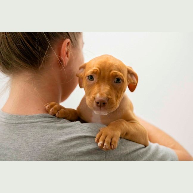 Photo of Willow   10 Week Old Staffy X  (Trial)