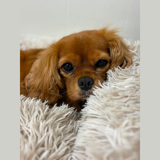 Photo of Daisy