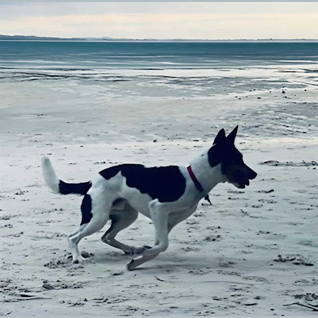 Photo of Beau   20 Month Old Border Collie X Cattle Dog