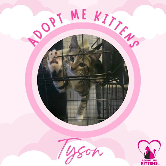 Photo of Tyson