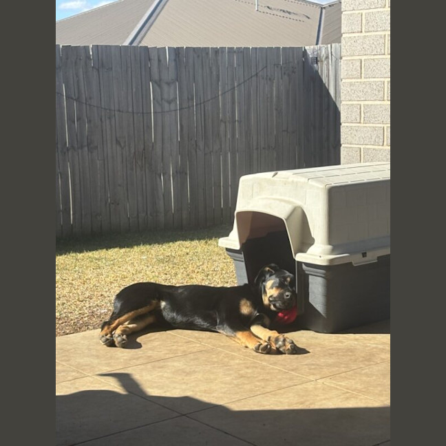 Photo of Hooch