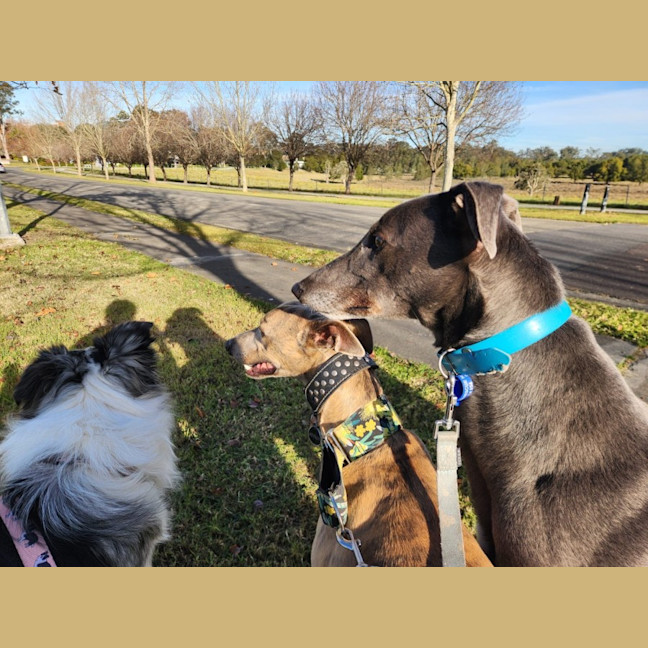 Photo of Bluey   2 Year Old Greyhound