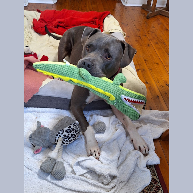 Photo of Archie  Reduced Adoption Fee