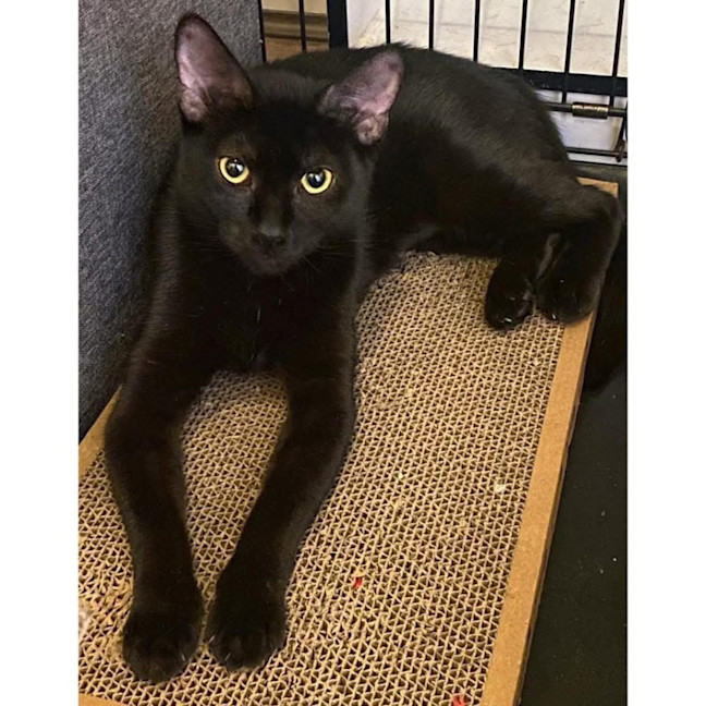 Photo of 11532   Bessie