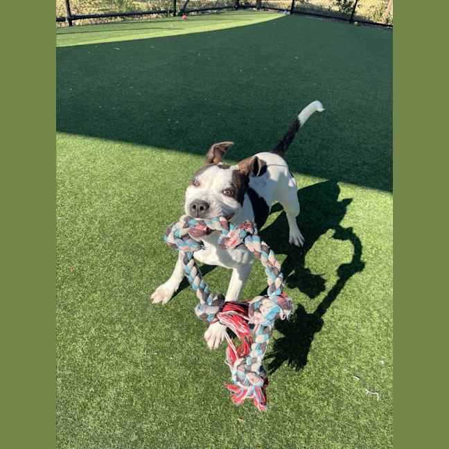 Photo of Iggle Piggle Imp 1690