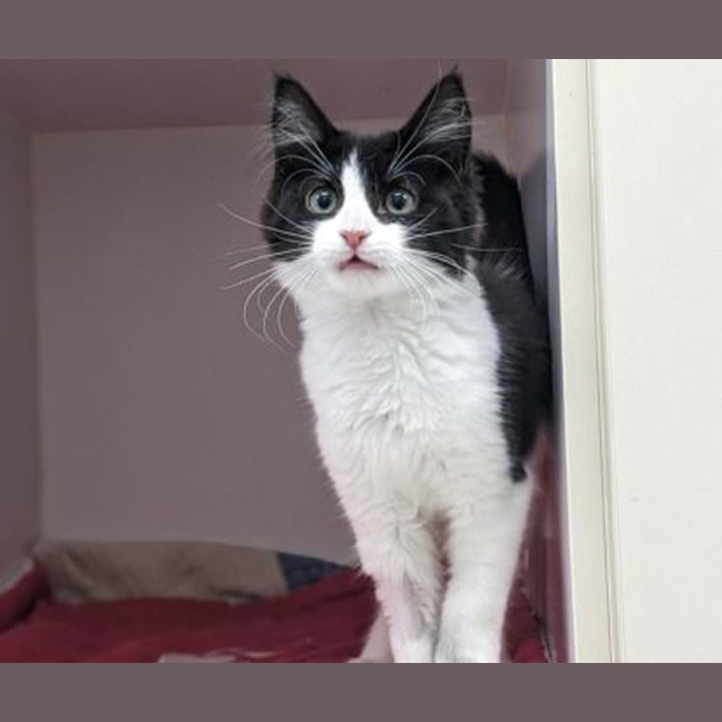 Photo of Paul Meow Lywood