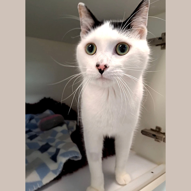 Photo of Bagel