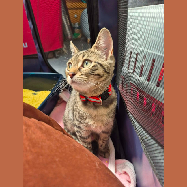 Photo of Connie ** 2nd Chance Cat Rescue **