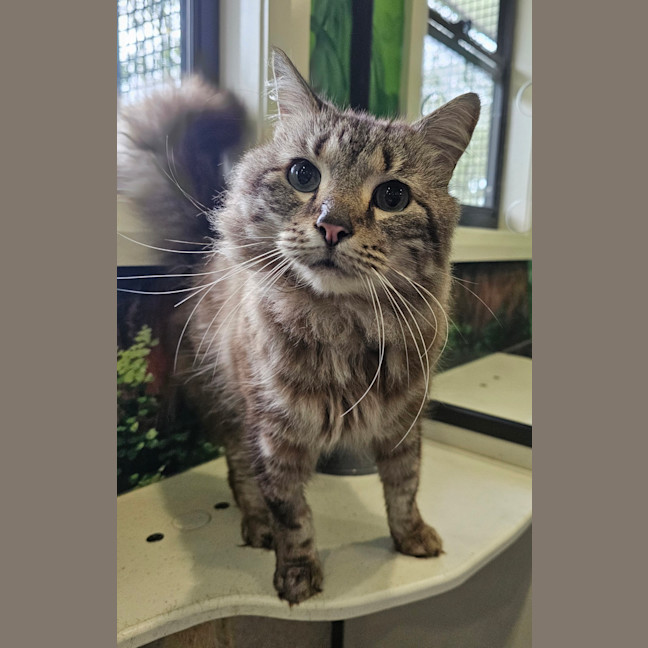 Photo of Lionheart
