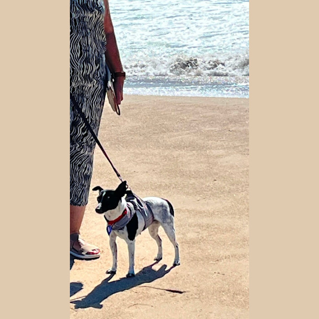 Photo of Bindi   5 Year Old Fox Terrier