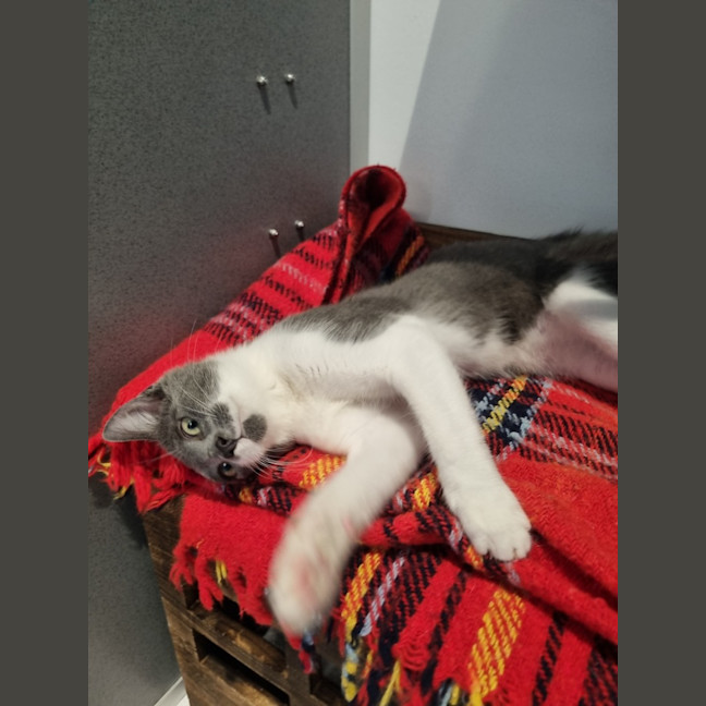 Photo of Howie