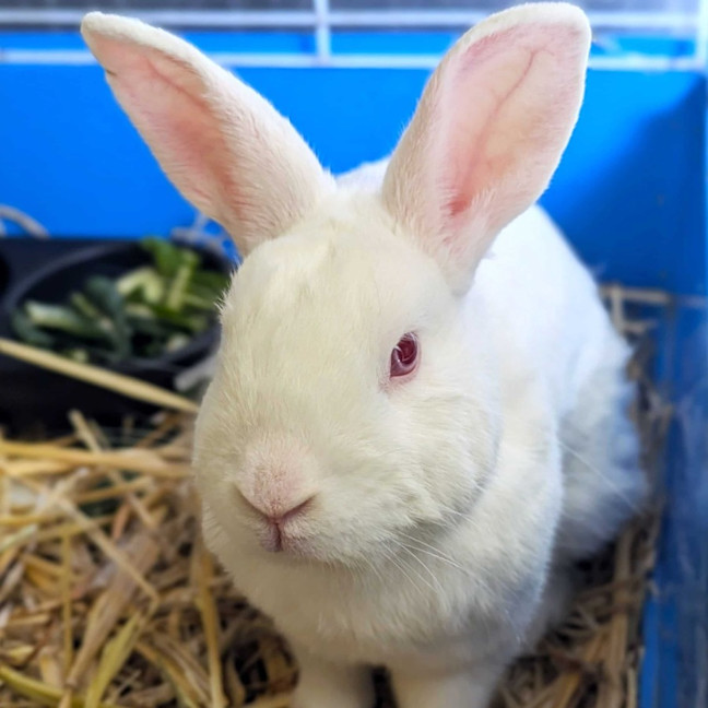 Photo of Bingo