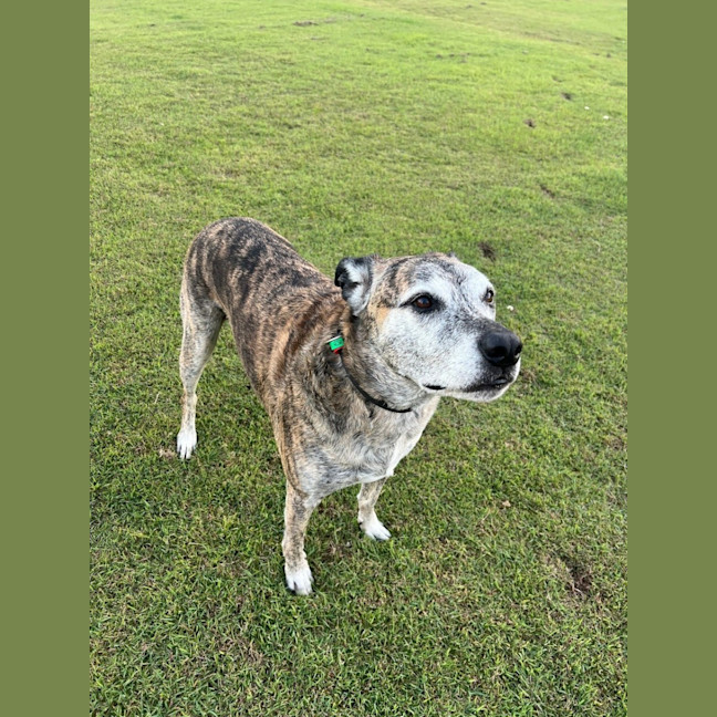 Photo of Mate *$150 Adoption Fee*