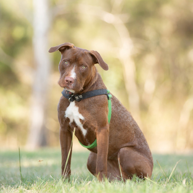 Photo of Daisy