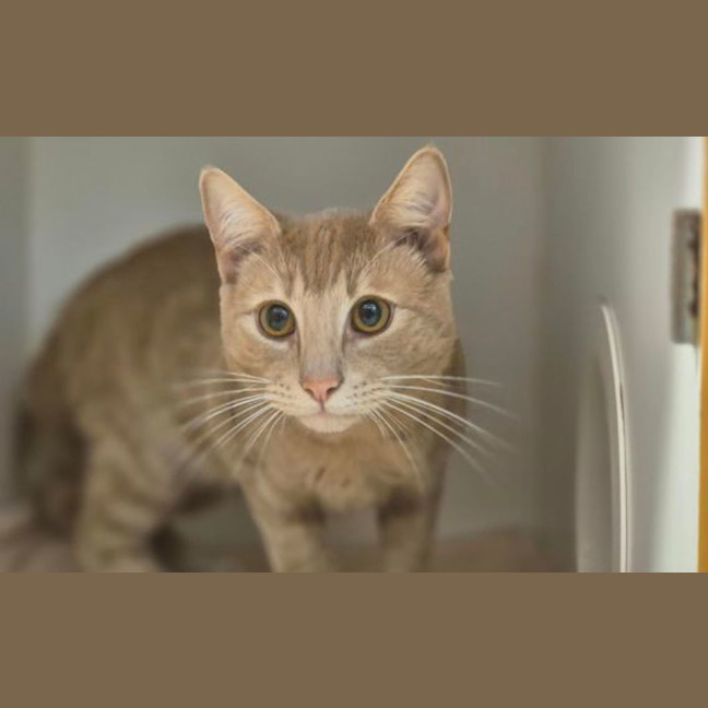 Photo of Tulip