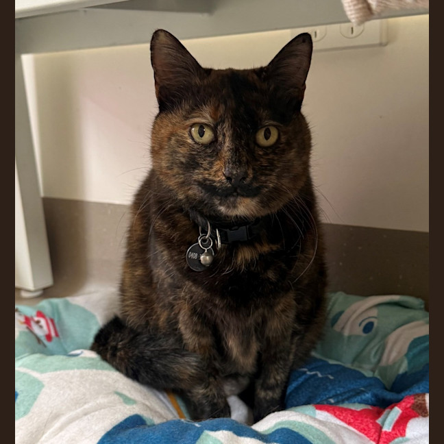 Photo of C1614 Fusbitz (Miss Puss)