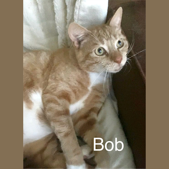 Photo of Bob   Louis