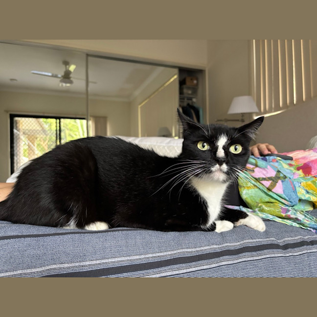 Photo of Smokie
