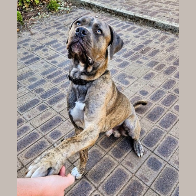 Photo of Tyrrell (Tyr)