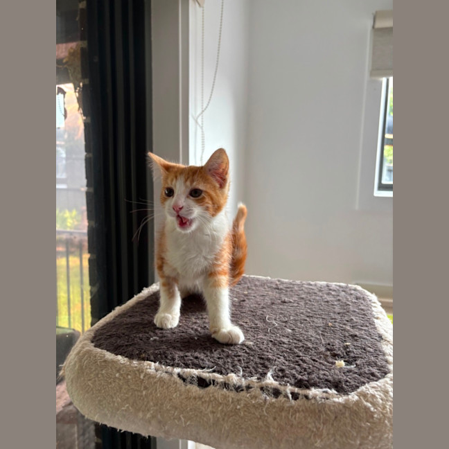 Photo of Bon Bon Meet Me@Petstock Hastings Store 