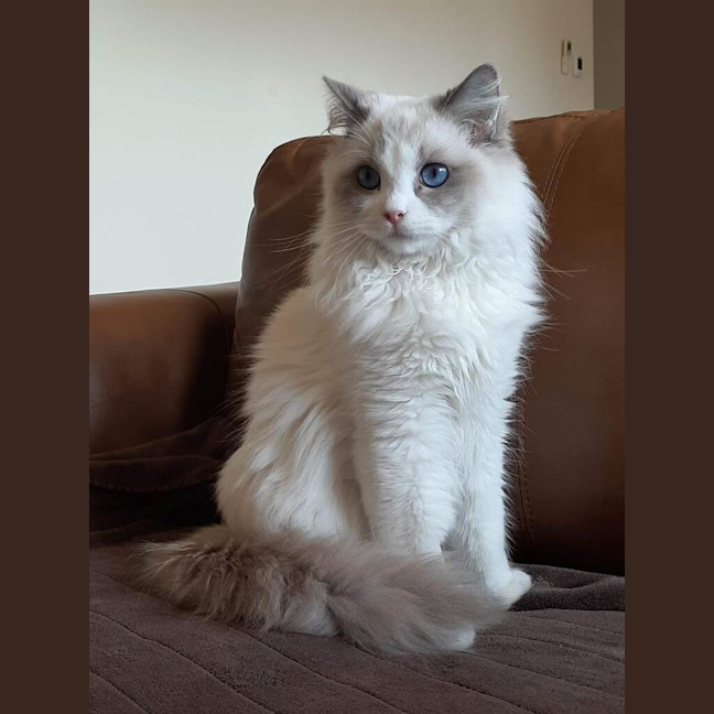 Photo of Apollo