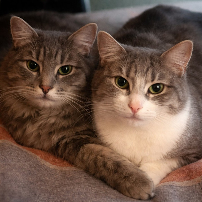 Photo of 🐾 Bailey & Odin 🐾