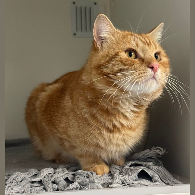 Photo of Harvey