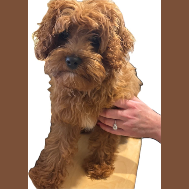 Photo of Isla Kumara