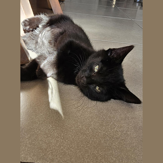 Photo of Tamworth Meet Me@Petstock Keysborough Store 