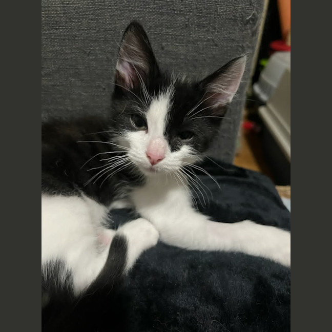 Photo of Rocket
