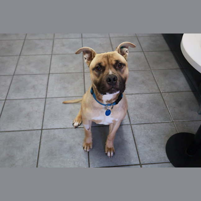 Photo of Buddy
