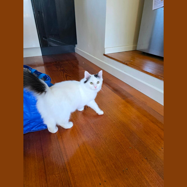 Photo of Wasabi