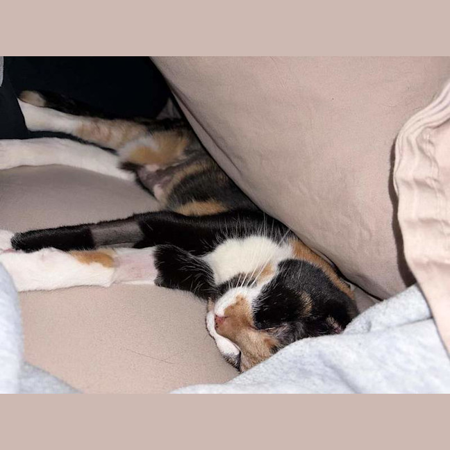 Photo of Georgie