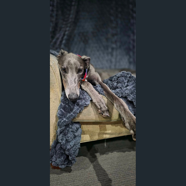 Photo of George, The Greyhound