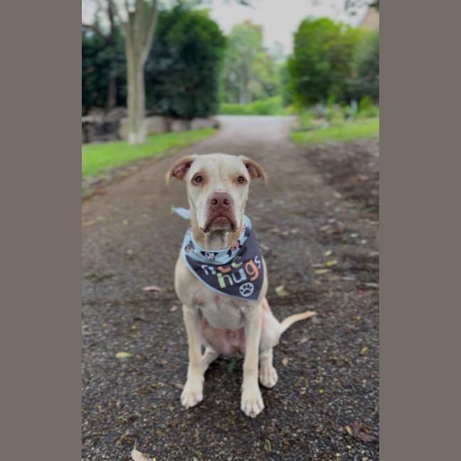 Photo of Sparrow *$250 Adoption Fee* 