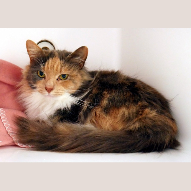 Photo of Sprinkles Sta012861