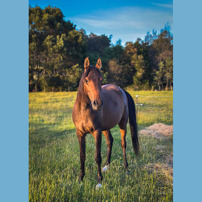 Photo of Armadell Manni