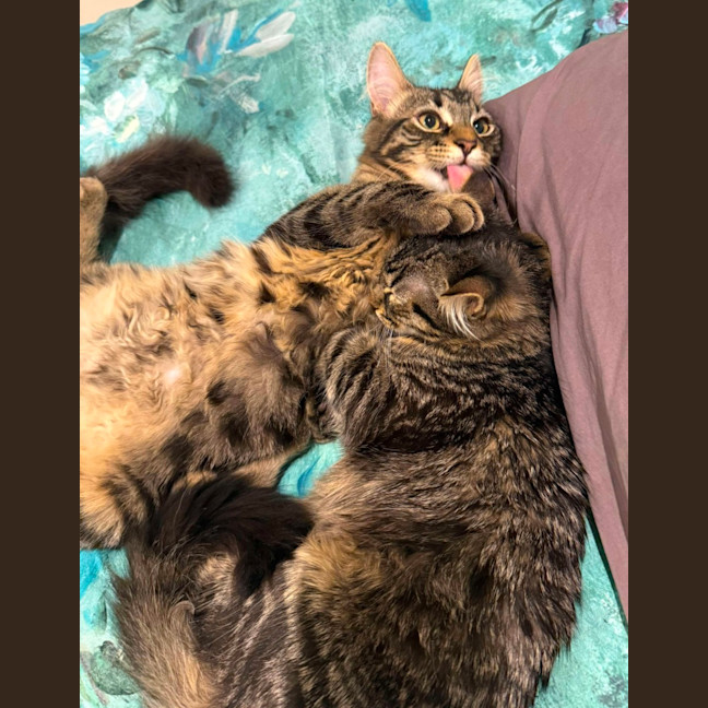 Photo of Lilly & Banjo