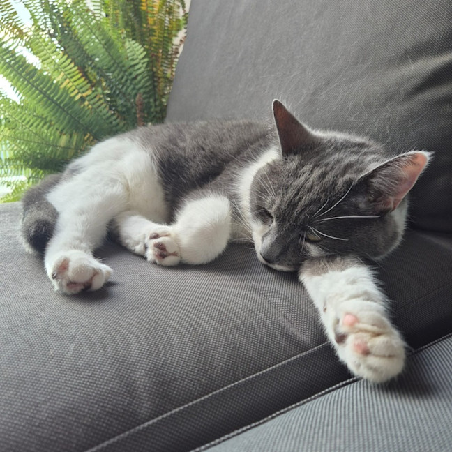 Photo of Smokey