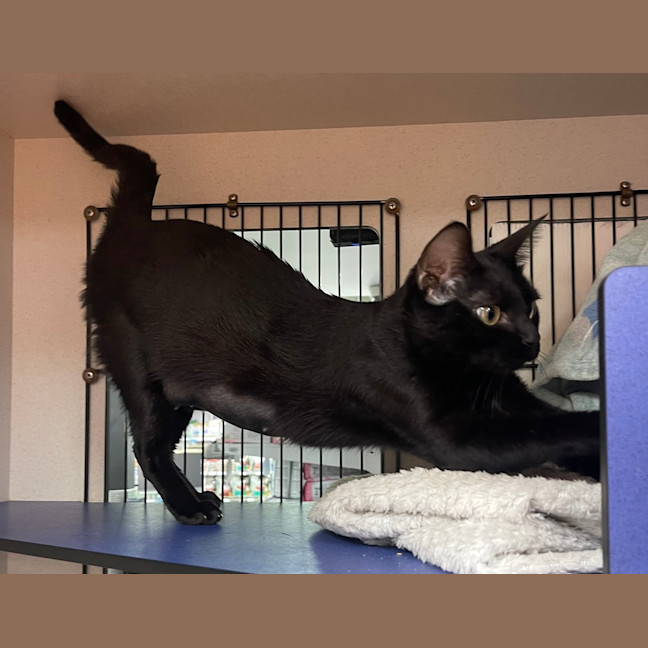 Photo of Ebony