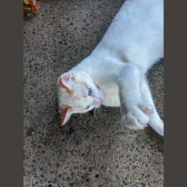 Photo of Sultan 👑 